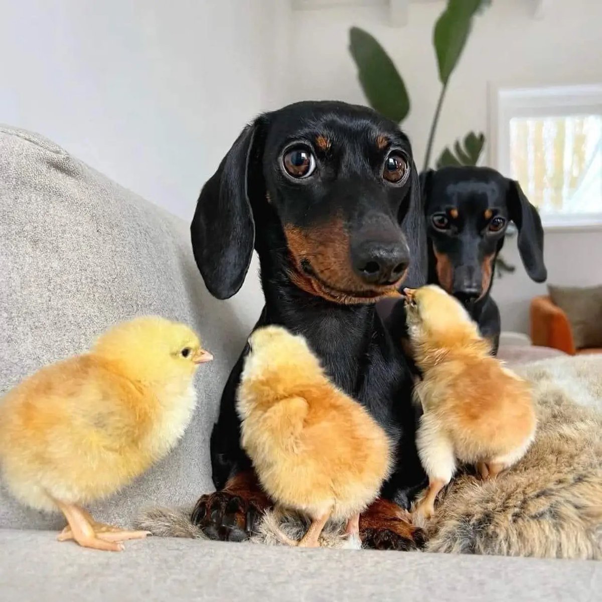 ilovefofuras's tweet photo. Esse ensaio fotográfico é o melhor que você verá hoje. https://t.co/BW5Xm3CegB