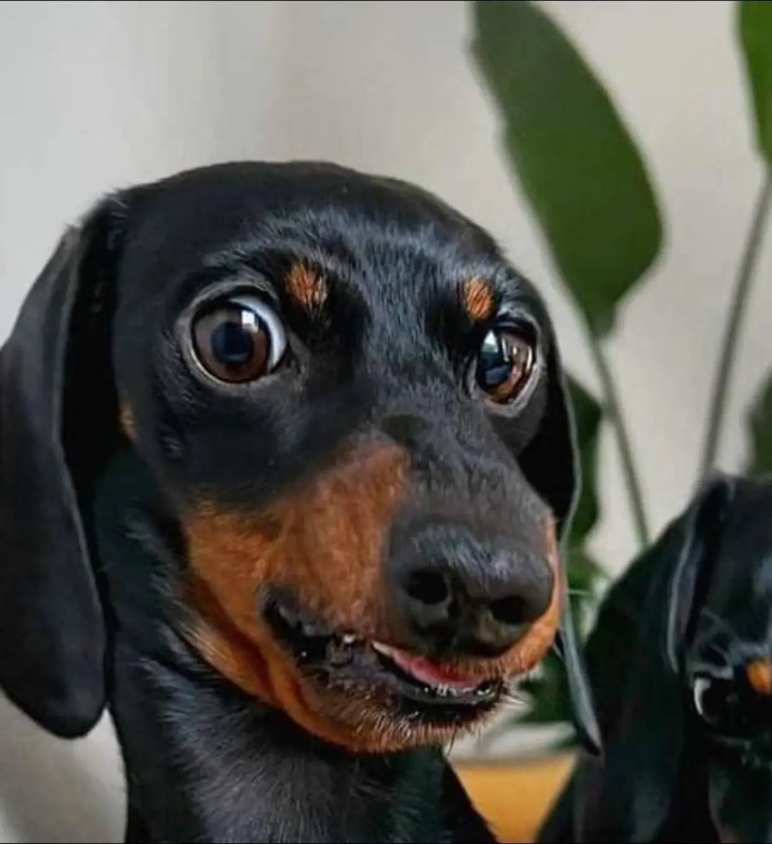 ilovefofuras's tweet photo. Esse ensaio fotográfico é o melhor que você verá hoje. https://t.co/BW5Xm3CegB