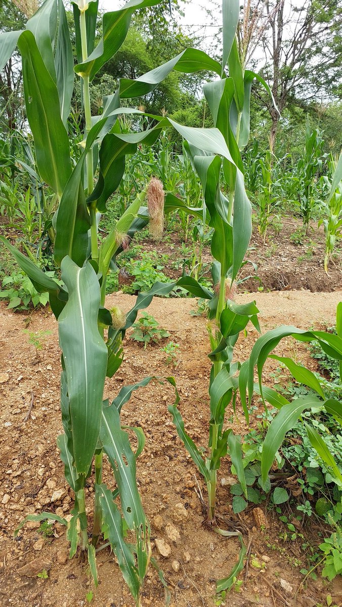 kitilifarms's tweet photo. The long rains were good. https://t.co/g9zcDedgup