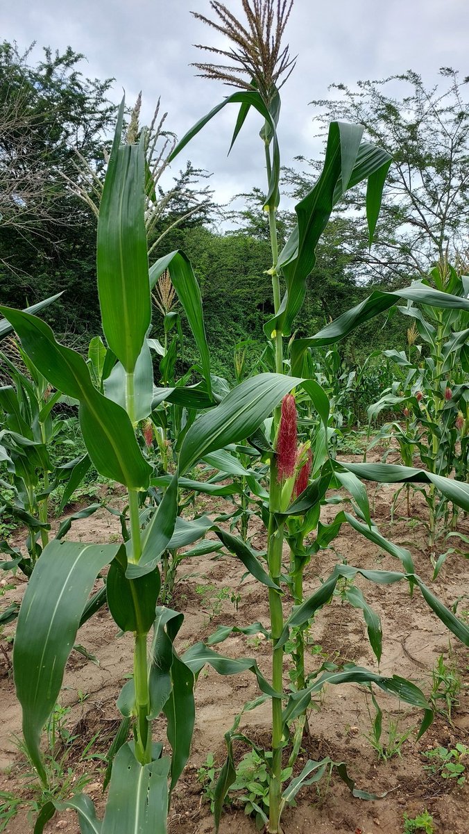 kitilifarms's tweet photo. The long rains were good. https://t.co/g9zcDedgup