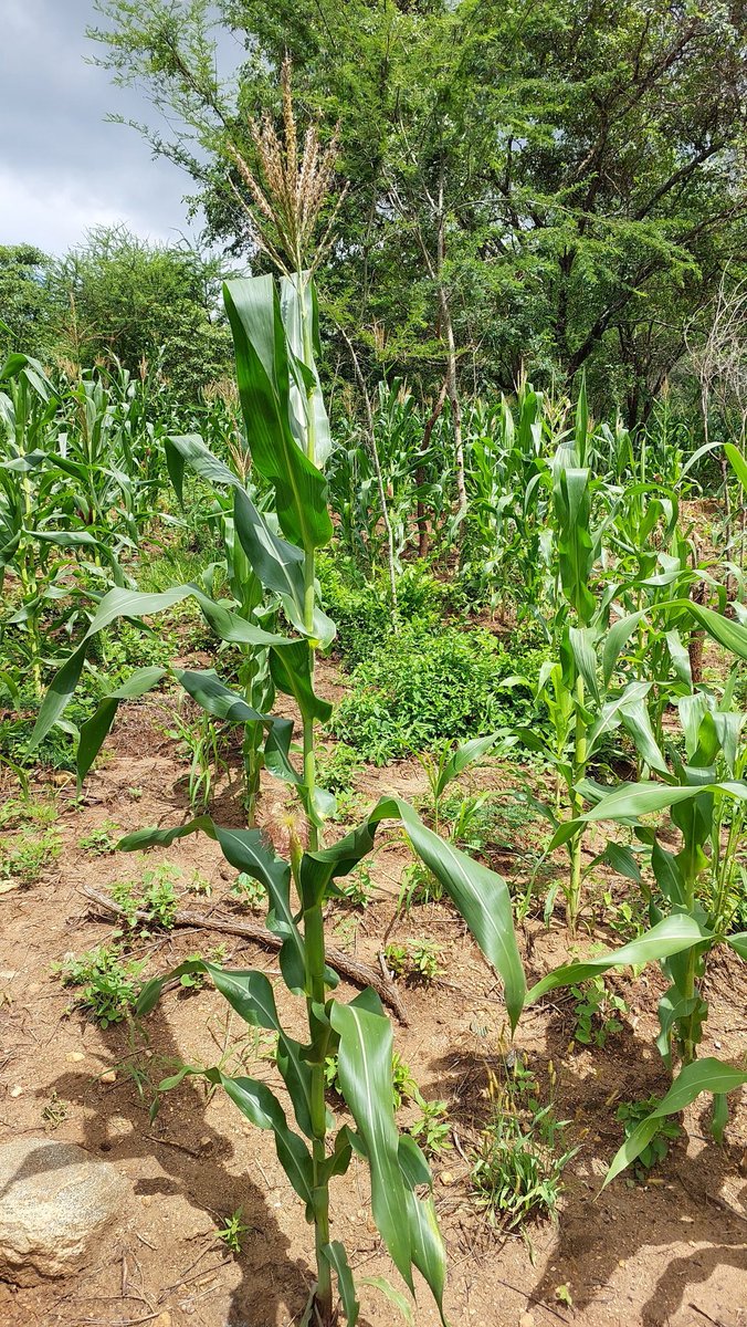 kitilifarms's tweet photo. The long rains were good. https://t.co/g9zcDedgup