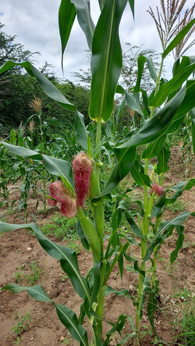 kitilifarms's tweet photo. The long rains were good. https://t.co/g9zcDedgup