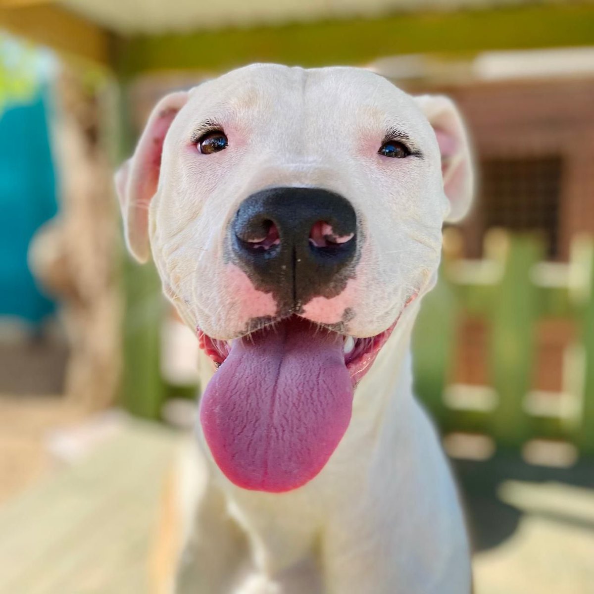 TEARS Animal Rescue tweet media