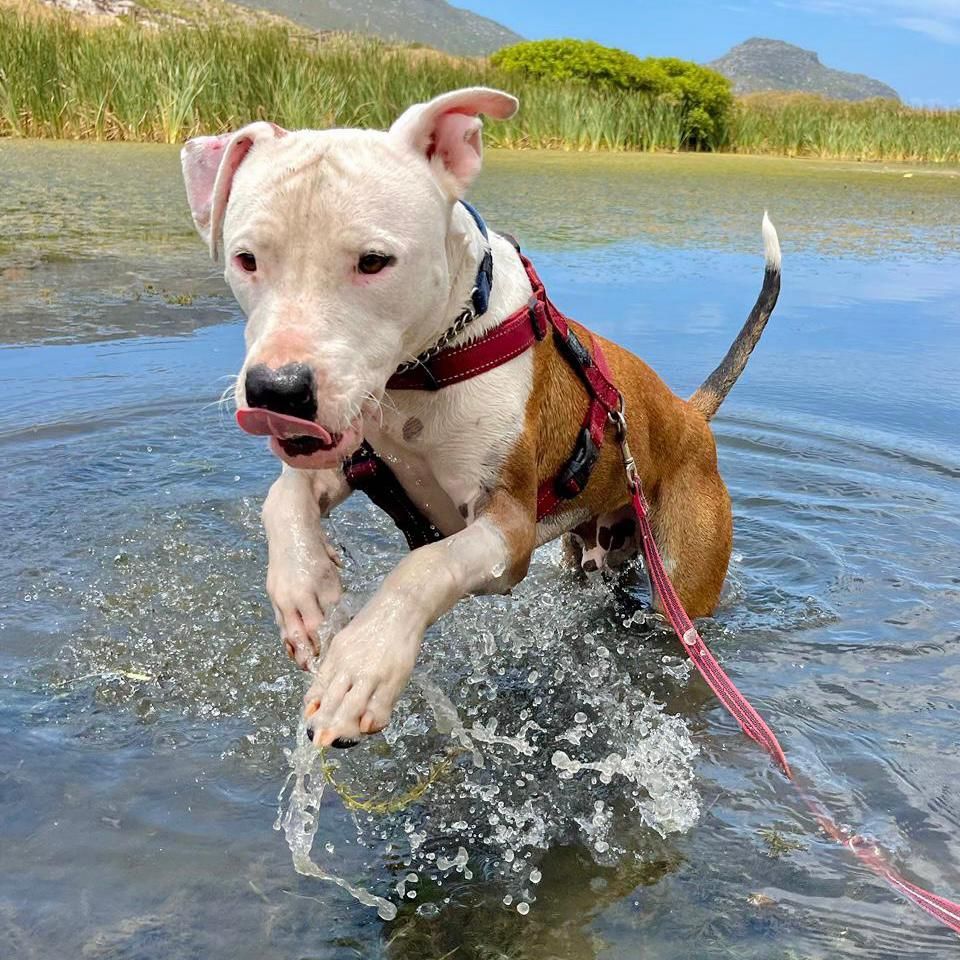 Meet Orlando, a vibrant Amstaff mix with a handsome white and tan pinto-patterned coat. Bubbling over with boundless energy, enthusiasm and love, this charismatic clown loves people and never forgets to wear a huge grin on his face.

To adopt Orlando: tears.org.za/dogs/?mgi_21=7…