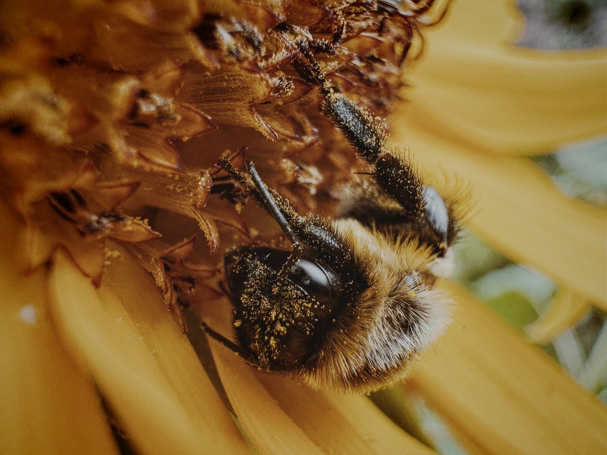BenGilmore900's tweet photo. @TailosiveTech I love using macro mode on the 15 pro max. https://t.co/MYaGbUpbES