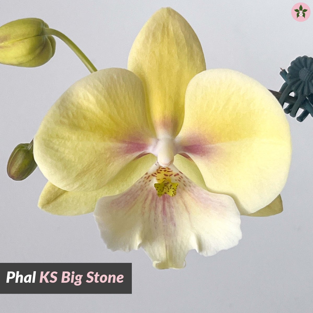 Roeorchids's tweet photo. Phal. KS Big Stone
(IN SPIKE)
-
Golden Elegance: The big lip Phalaenopsis orchid, bathed in a luminous yellow, exudes a rare and striking allure
#RoehamptonOrchids https://t.co/bPQ3bZVdBG