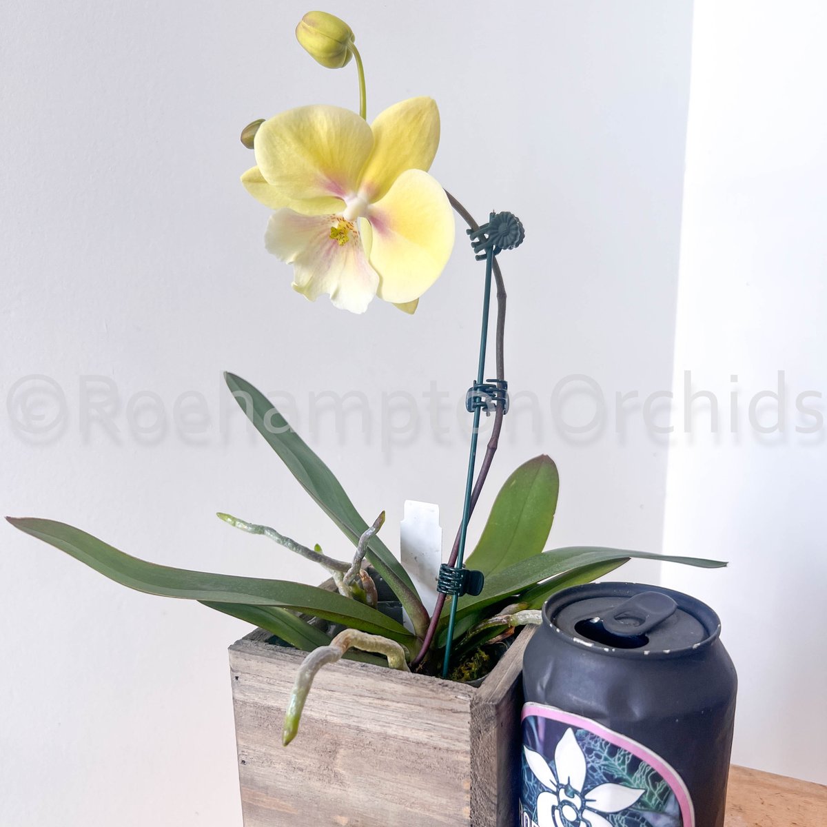 Roeorchids's tweet photo. Phal. KS Big Stone
(IN SPIKE)
-
Golden Elegance: The big lip Phalaenopsis orchid, bathed in a luminous yellow, exudes a rare and striking allure
#RoehamptonOrchids https://t.co/bPQ3bZVdBG