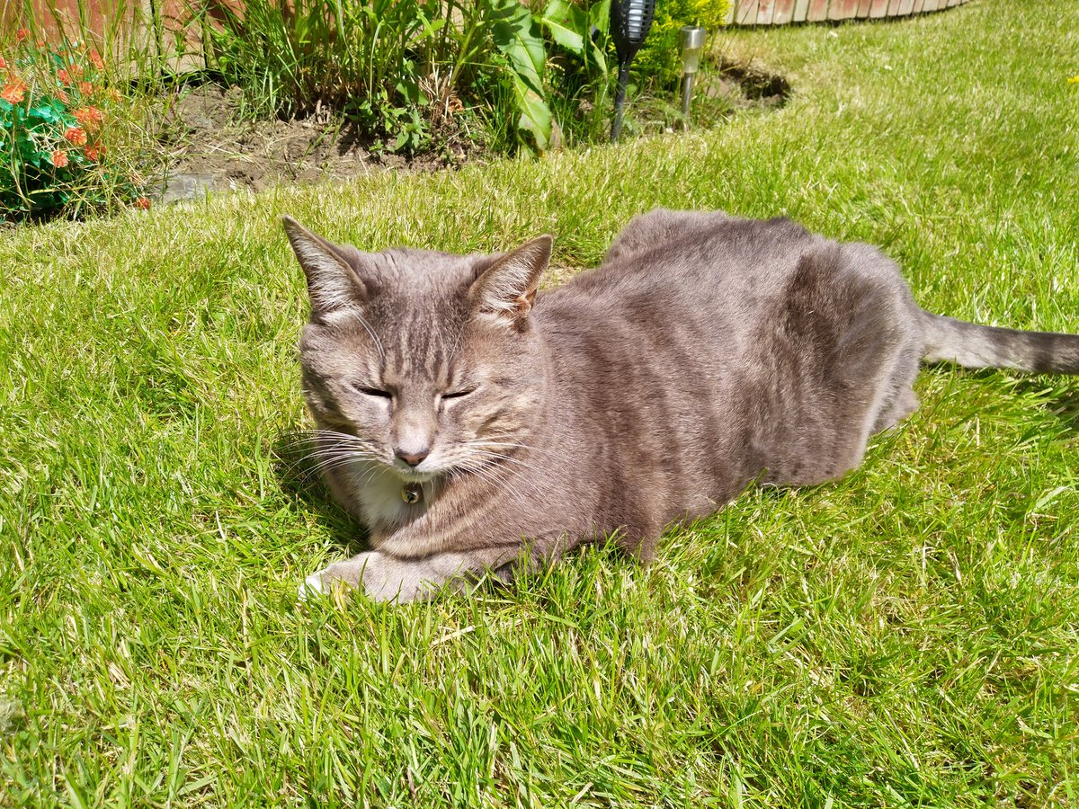 This is the life sunbathing 🏖️ again have a great Sunday furiends xxx Tinkerbell 
#CatsofTwittter 
#catsofx