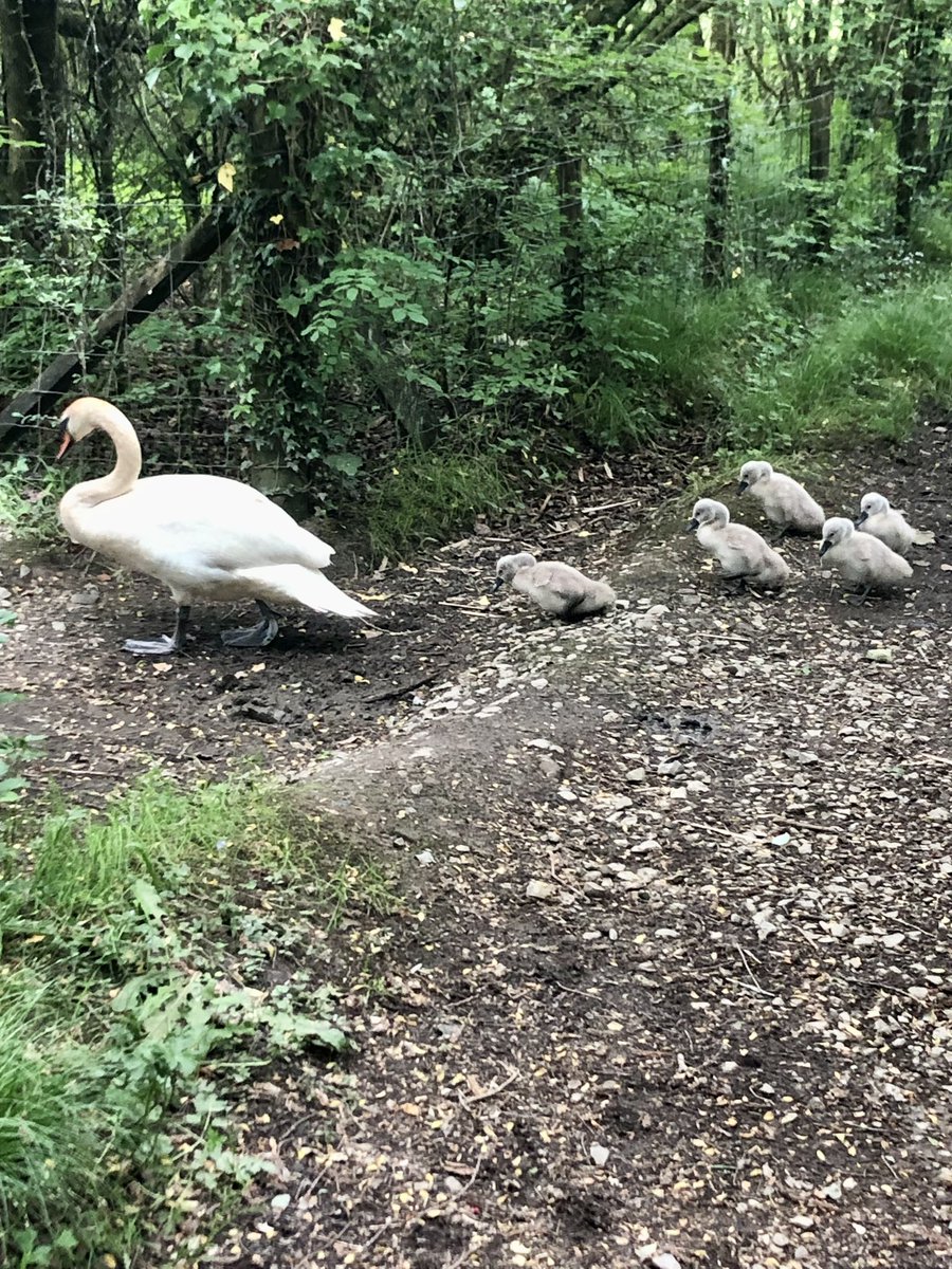 stubo37's tweet photo. Enjoyed exploring the disused #Llynfi railway line stretching into the village of  #Aberkenfig alongside the River #Ogmore as part of my #Pyle #Sarn #SlowWay adventure. Had the wait for the very protective and aggressive #Swans to saunter across the path to the nearby pond. https://t.co/lOWyGRTiZF