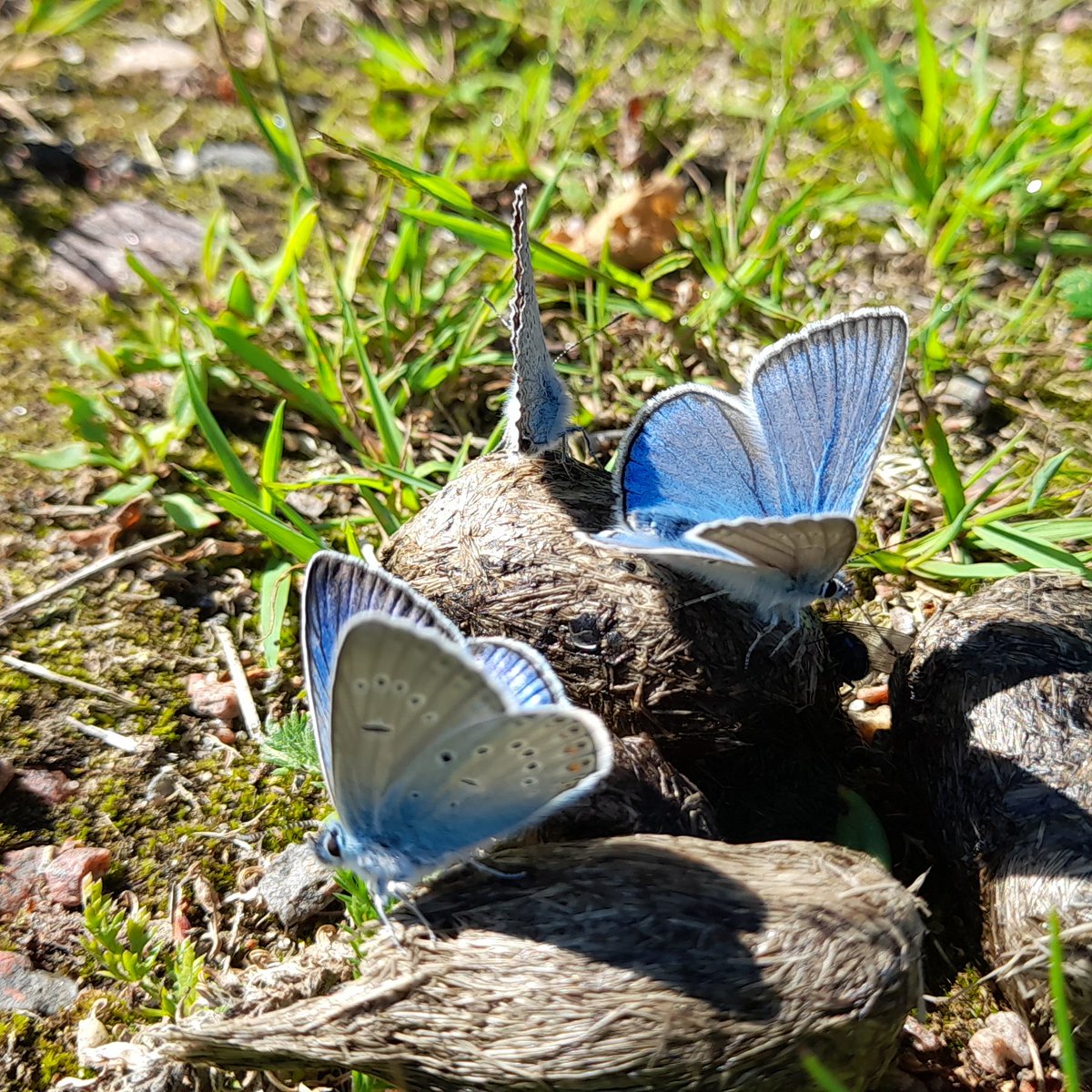 Charlie Campbell, PhD (@sphagnumpi) on Twitter photo Is there a classic reference for butterfly flight heights or activity for temperature? <a href="/JTrunschke/">Judith Trunschke</a> <a href="/EvoEcoAmy/">Dr Amy Parachnowitsch PhD 🌸🐝</a> <a href="/jeff/">Jeff Clavier</a> Is there a classic reference for butterfly flight heights or activity for temperature? <a href="/JTrunschke/">Judith Trunschke</a> <a href="/EvoEcoAmy/">Dr Amy Parachnowitsch PhD 🌸🐝</a> <a href="/jeff/">Jeff Clavier</a>