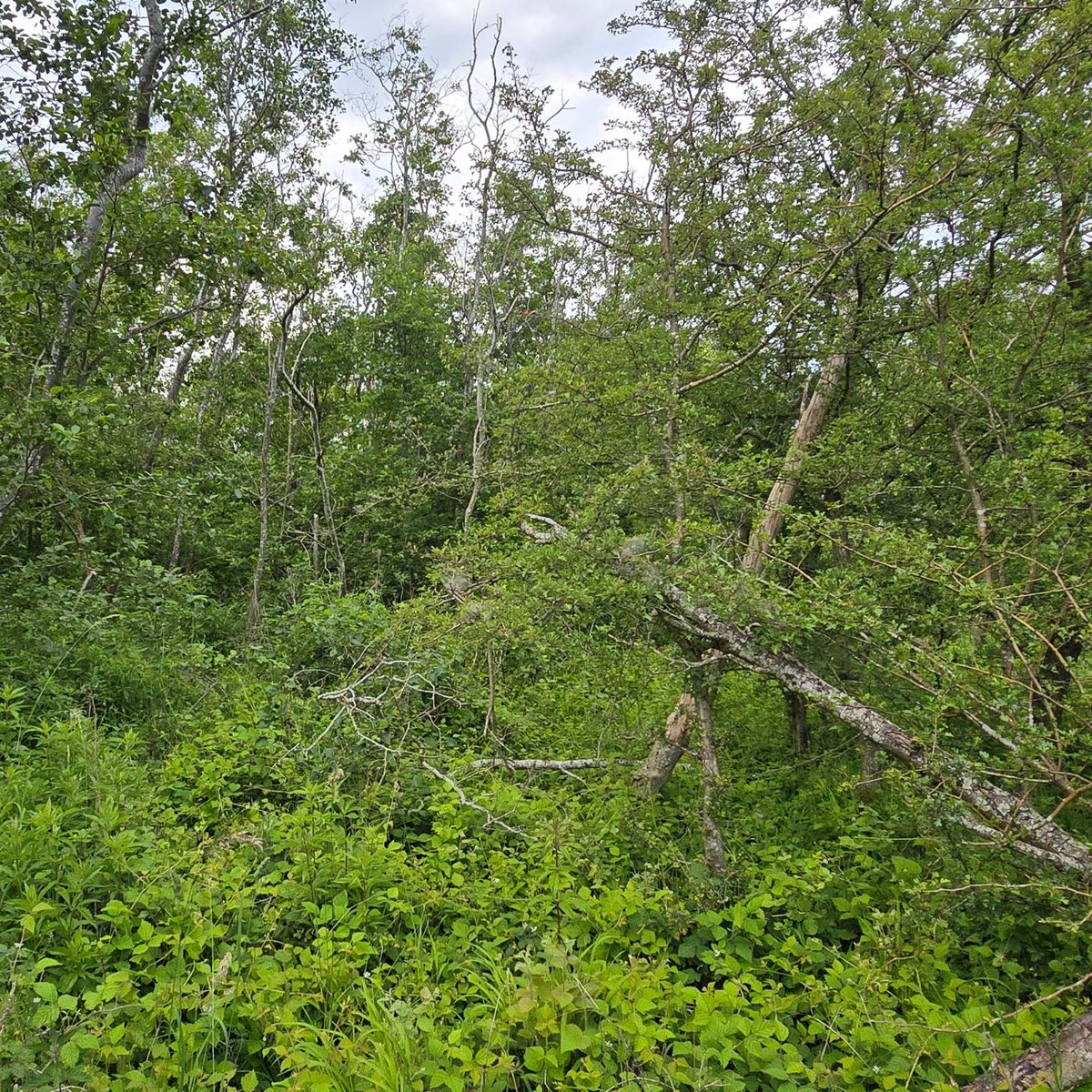 🚨 Kritisk truet svirreflue fundet på Lolland! 🚨

Verralls Hvepsesvirreflue er ikke set i DK siden 1970! 

Krapylet er tilknyttet græsland og åben skov - noget som vi med #rewilding i #SaksfjedVildmark kan forvente at få meget mere af i fremtiden 😍

<a href="/TV_east/">TV2 ØST</a> vil i med ud?