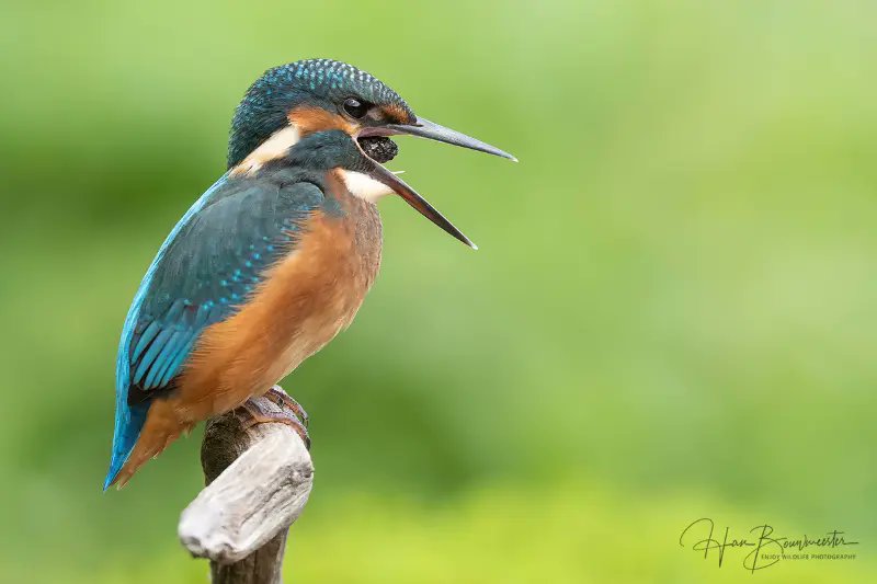 Wat er in gaat mot er ook weer uit. Juveniele ijsvogel bij fotohut HBN-1xl afgelopen woensdag.
