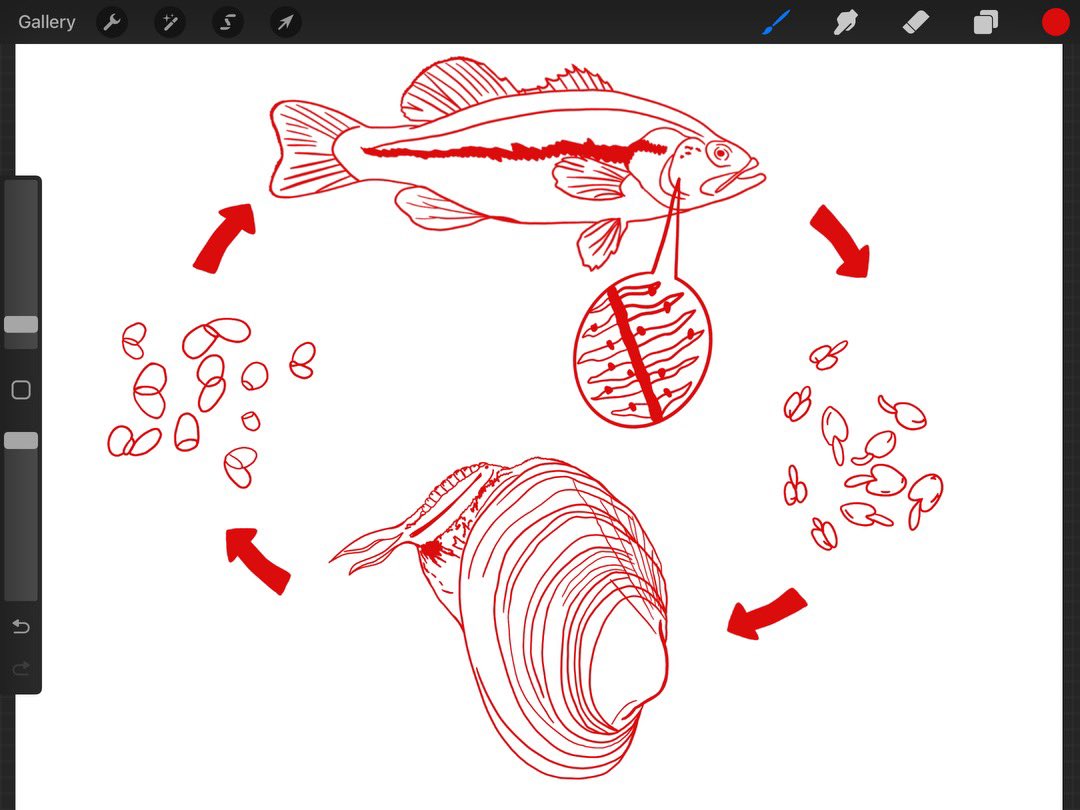 Lampsilis cariosa life cycle shirt! Such big beautiful babies 😭 #savethemussels #freshwatermussel #freshwatermussels #river #stream #mussel #mussels