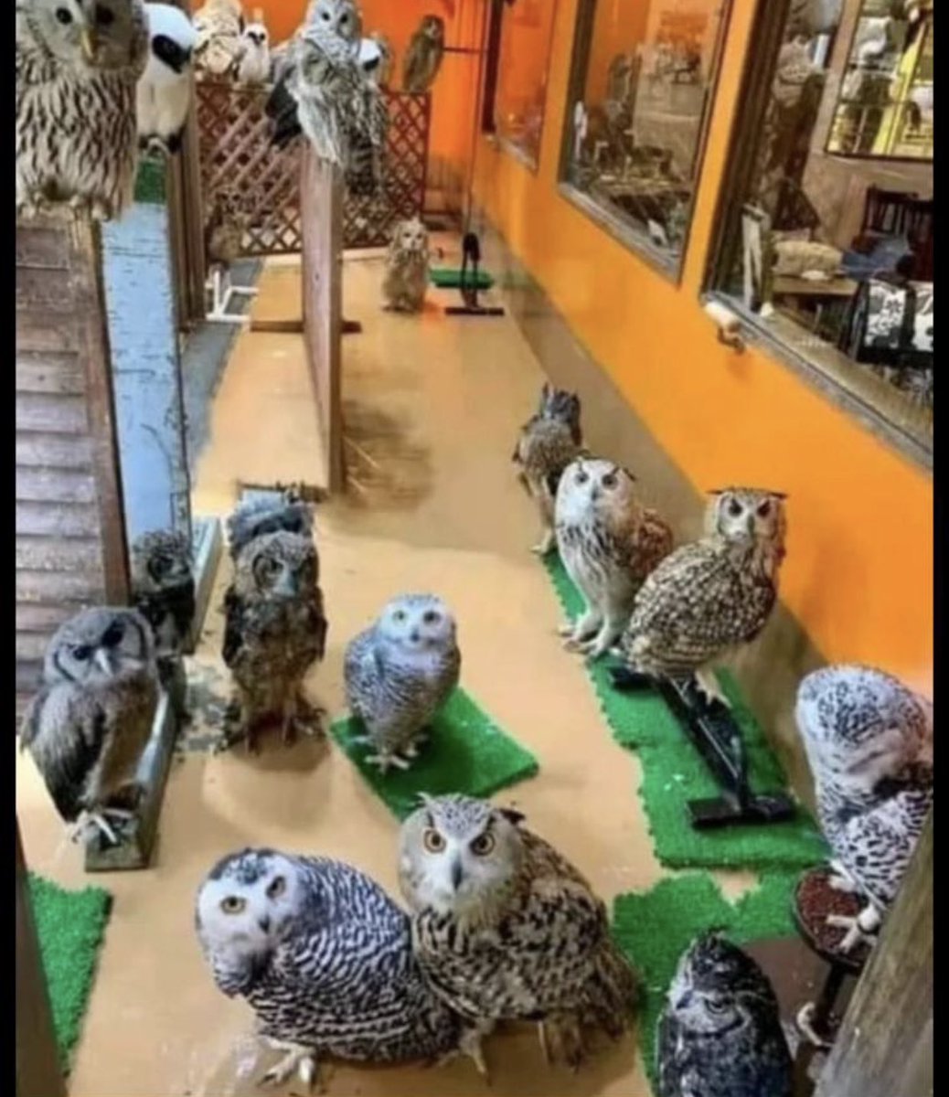 If you belong to Mazizi like and Retweet tiberengane.
🦉🦉🦉🦉🦉🦉🦉🦉🦉🦉🦉🦉