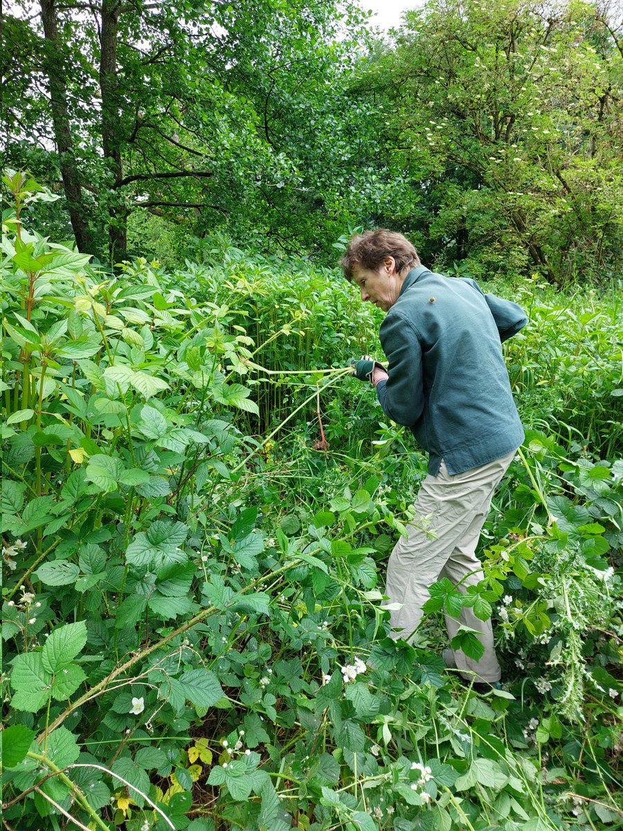 Joined enthusiastic volunteers from llangattockwoods.org.uk in balsam bashing along the River Usk this morning. Hard work to try to control this invasive species!