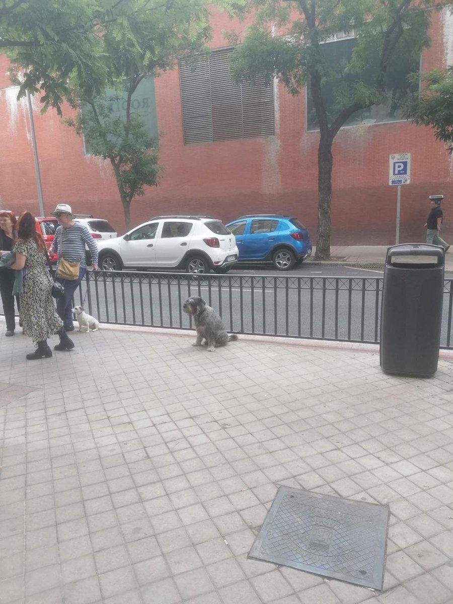 No, no, no y mil veces NO. Por eso desde #PACMA apostamos para que la #JEC permita el acceso de los animales a los colegios electorales. #PACMA denuncia (y que ésta sea la última vez) elecciones en las que nuestros amigos se tengan que quedar fuera así. #AhoraPACMA, para que esto