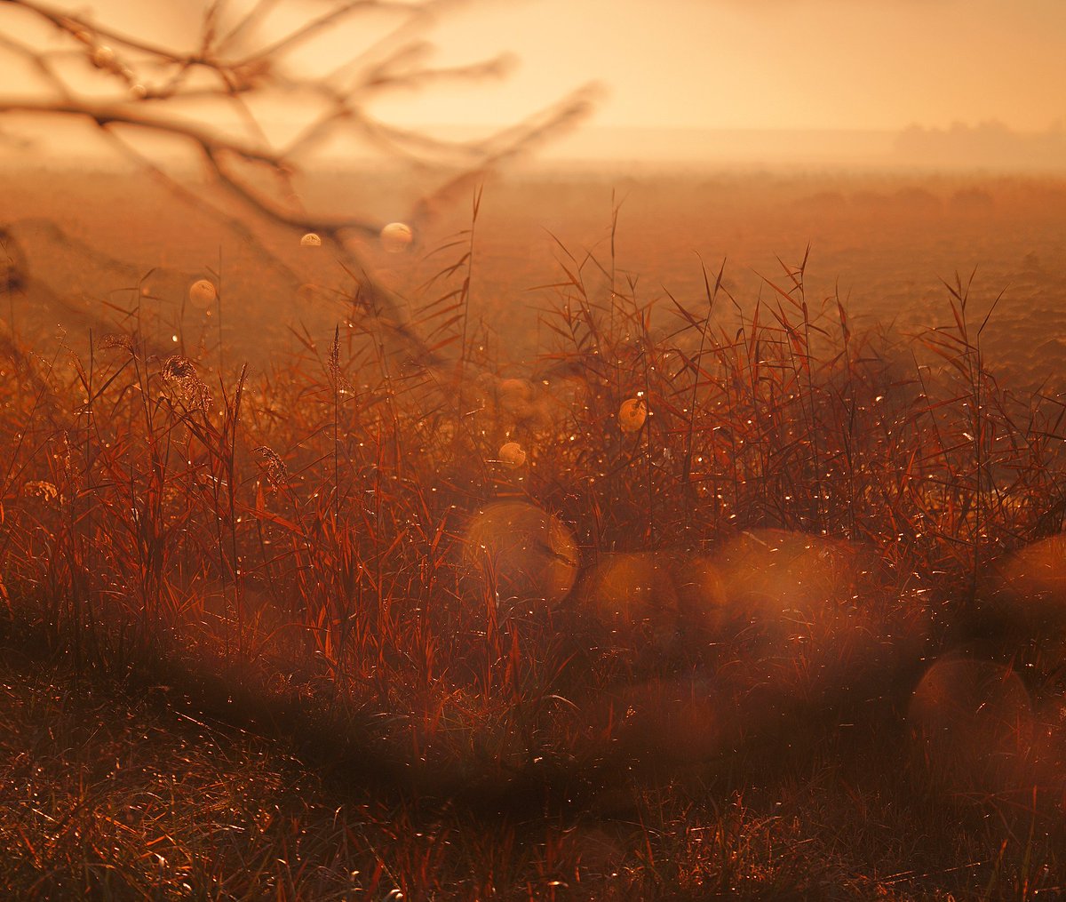 Marco_Dadone's tweet photo. - lowlands' dawns and little miracles - 
Emilia Romagna, Italy.
#sigmafpl #sigma70marco
@foto_sigma
@SIGMA_foto
@SIGMA_sgv
@SigmaPhotoSpain
@SigmaFrance
@Sigma_japan
@SigmaImagingUK https://t.co/3vXXotv3WR