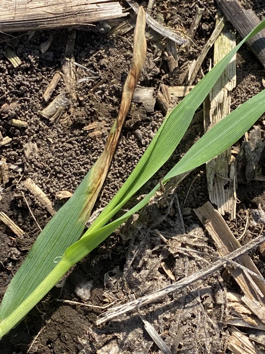 MaFernandaCard1's tweet photo. 🚧 Monitoreo de cebadas sembradas hace un mes con alta incidencia de mancha en red tipo red. Ajustar el manejo temprano para bajar la presión de esta enfermedad #Agricultura #Cebadacervecera2024 @Ambev @Bayer4CropsUY https://t.co/c6n2icSGD5