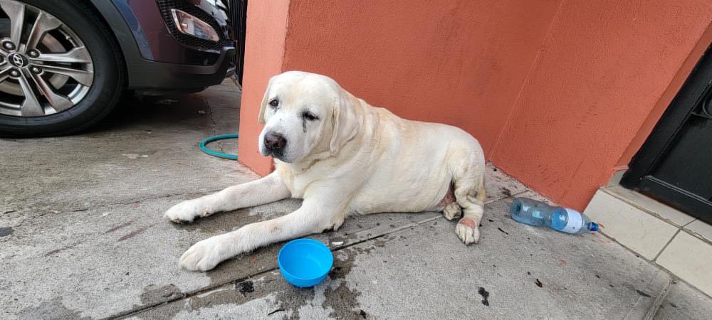 DameTuPatasv's tweet photo. Hola, nos ayudan a encontrar a su familia,
Nos envían a este perrito 😞🐶😰…

Está en la calle; se ve cansado y lastimado.
No hay más información.

Servicio social:

“Dirección Urbanización La Hacienda,
calle teolth - antiguo cuscatlan
Teléfono de contacto 78738107” https://t.co/NO7Ay8hvT3
