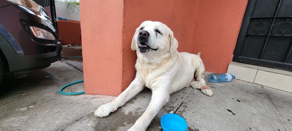 Hola, nos ayudan a encontrar a su familia,
Nos envían a este perrito 😞🐶😰…

Está en la calle; se ve cansado y lastimado.
No hay más información.

Servicio social:

“Dirección Urbanización La Hacienda,
calle teolth - antiguo cuscatlan
Teléfono de contacto 78738107”