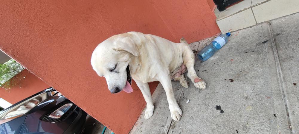 DameTuPatasv's tweet photo. Hola, nos ayudan a encontrar a su familia,
Nos envían a este perrito 😞🐶😰…

Está en la calle; se ve cansado y lastimado.
No hay más información.

Servicio social:

“Dirección Urbanización La Hacienda,
calle teolth - antiguo cuscatlan
Teléfono de contacto 78738107” https://t.co/NO7Ay8hvT3