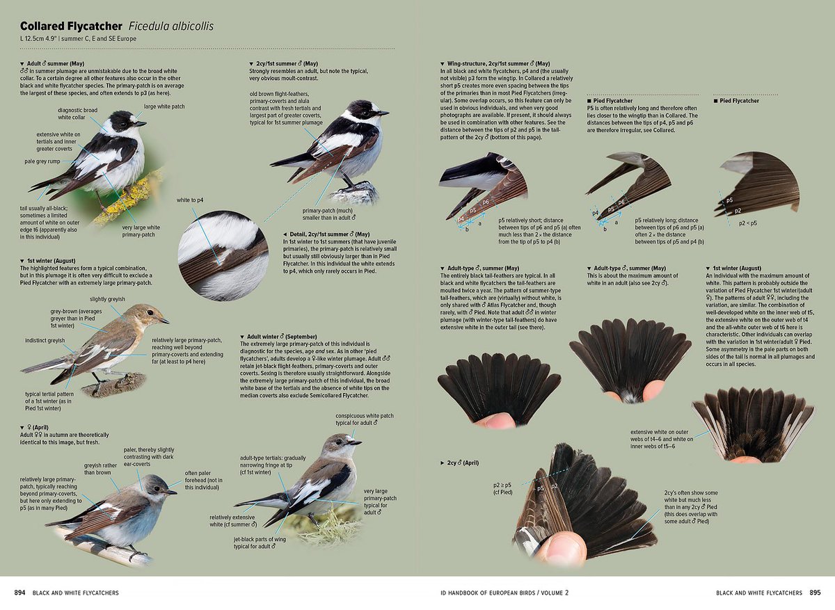 MarcGuyt's tweet image. Some example pages from the long-awaited 2-volume set ID Handbook of European birds by #nilsvanduivendijk. 

2 years of intense work by translators @james_lidster, #vincentvanderspek, Nils and designer @GobinSam tgw @PrincetonNature team - 1056 pages of Id knowledge.