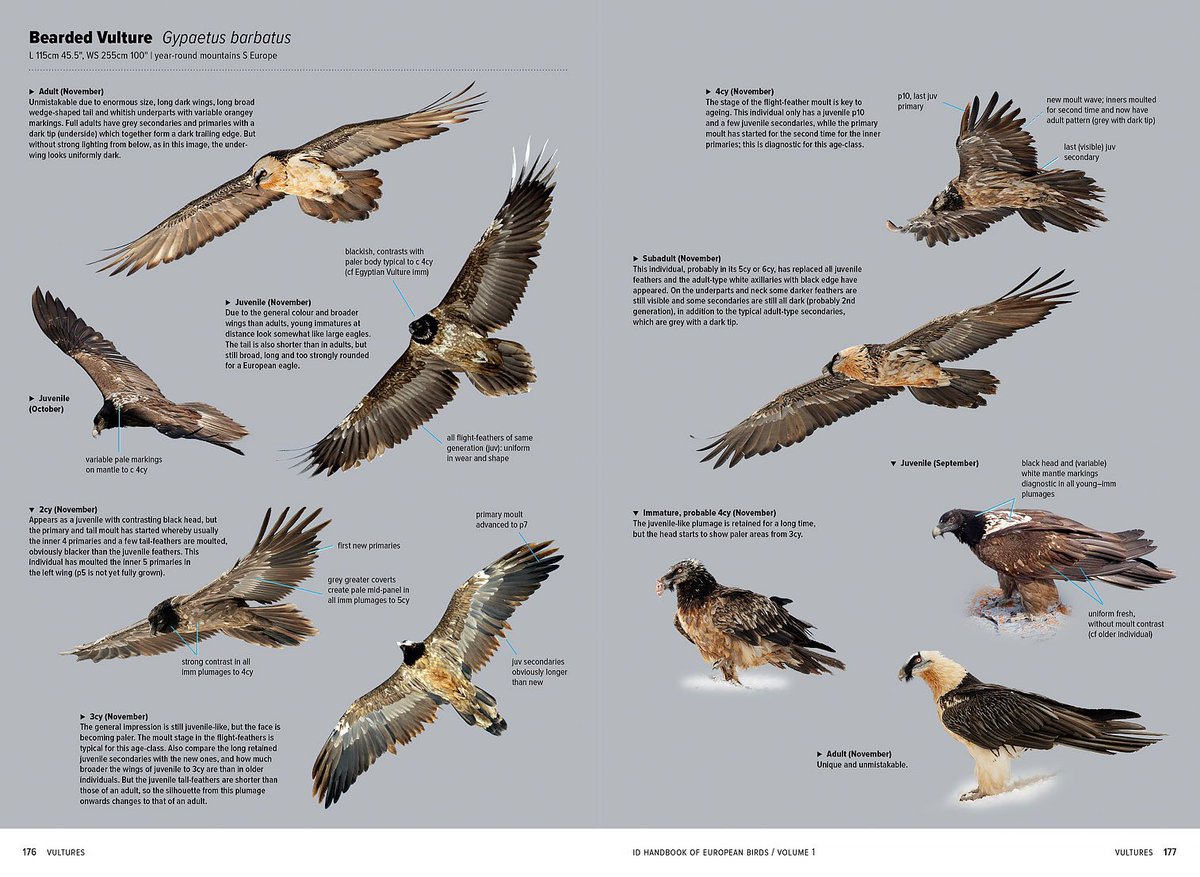 MarcGuyt's tweet image. Some example pages from the long-awaited 2-volume set ID Handbook of European birds by #nilsvanduivendijk. 

2 years of intense work by translators @james_lidster, #vincentvanderspek, Nils and designer @GobinSam tgw @PrincetonNature team - 1056 pages of Id knowledge.