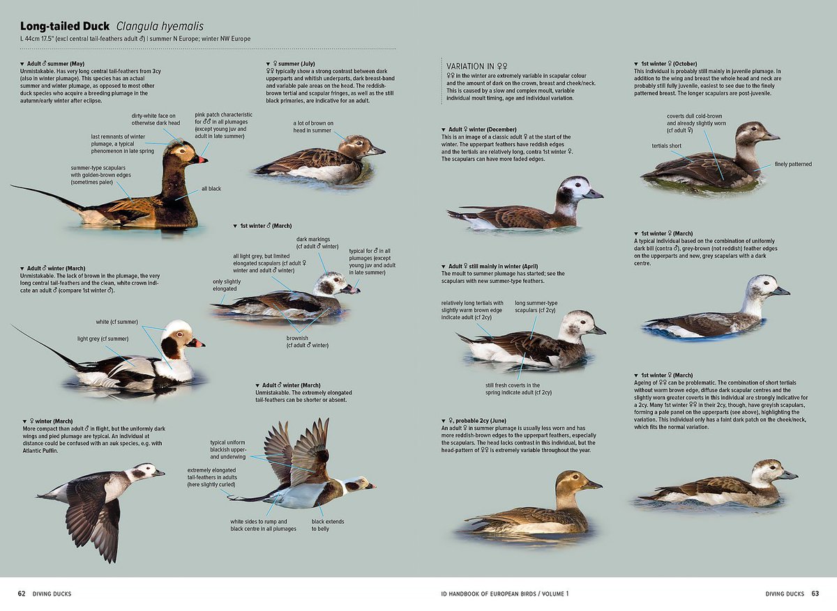 MarcGuyt's tweet image. Some example pages from the long-awaited 2-volume set ID Handbook of European birds by #nilsvanduivendijk. 

2 years of intense work by translators @james_lidster, #vincentvanderspek, Nils and designer @GobinSam tgw @PrincetonNature team - 1056 pages of Id knowledge.