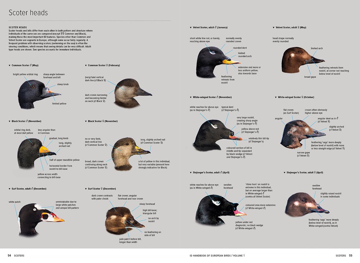 MarcGuyt's tweet image. Some example pages from the long-awaited 2-volume set ID Handbook of European birds by #nilsvanduivendijk. 

2 years of intense work by translators @james_lidster, #vincentvanderspek, Nils and designer @GobinSam tgw @PrincetonNature team - 1056 pages of Id knowledge.