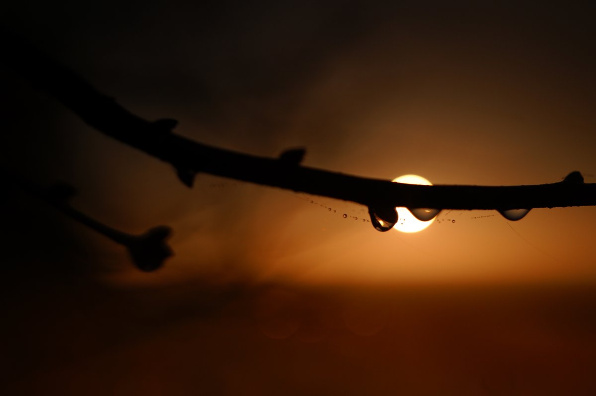 - lowlands' dawns and little miracles - 
Emilia Romagna, Italy.
#sigmafpl #sigma70marco
<a href="/foto_sigma/">SIGMA Italia</a>
<a href="/SIGMA_foto/">SIGMA (Deutschland)</a>
<a href="/SIGMA_sgv/">SIGMA</a>
<a href="/SigmaPhotoSpain/">SIGMA Spain</a>
<a href="/SigmaFrance/">Sigma France</a>
@Sigma_japan
<a href="/SigmaImagingUK/">SIGMA UK</a>
