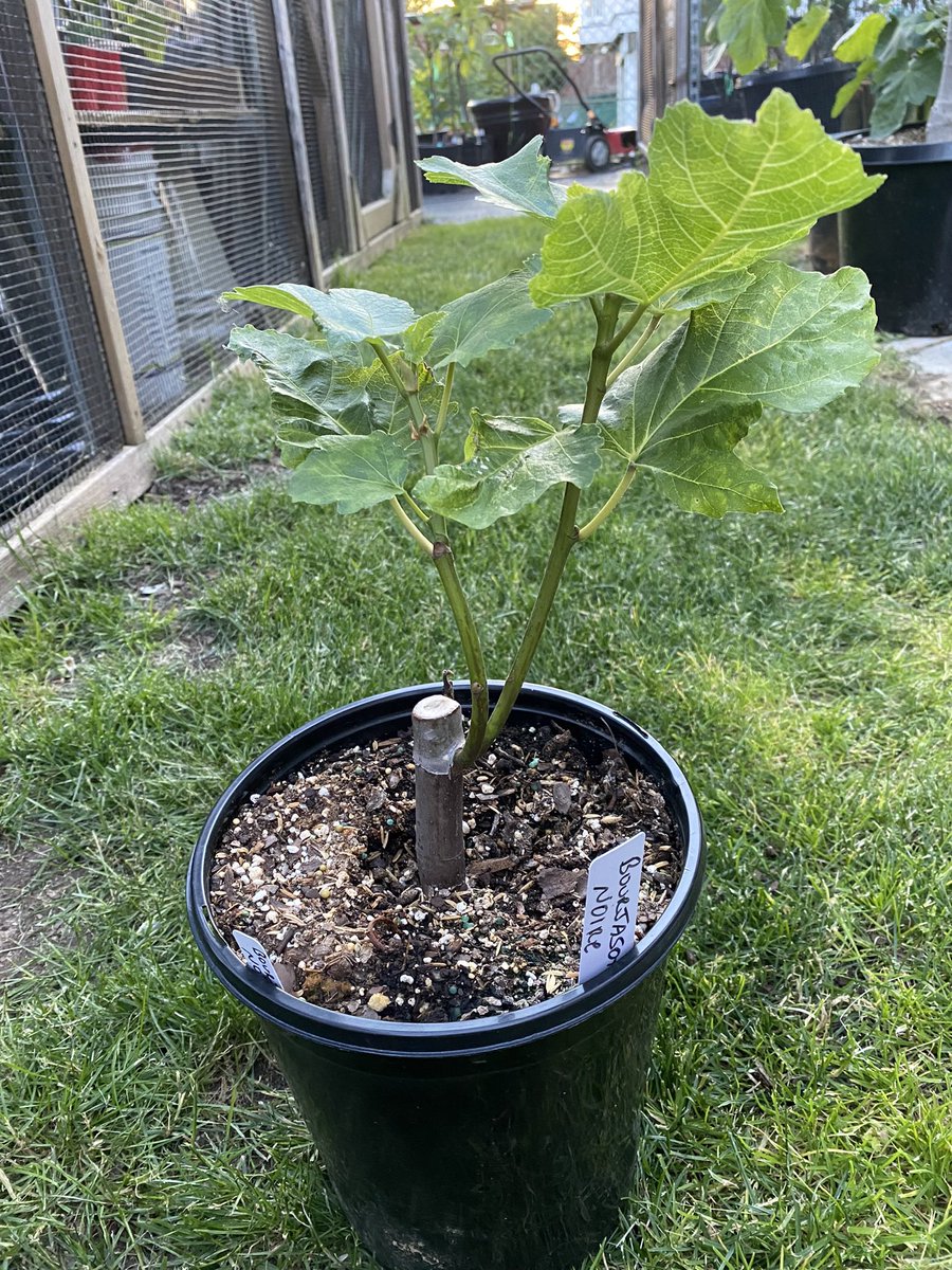 Beautiful Bourjasotte Noire fig growing in a 1 gallon pot. Can’t wait for this one to fruit!

We are down to just 15 available varieties on our Etsy shop for starter plants, make sure to check the link below to get yours today!

figbuddies.etsy.com