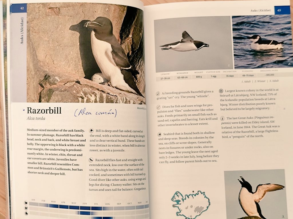 greenflashplant's tweet photo. Un example was the #razorbill, but we also saw northern #gannet, #puffin, common #guillemot,  #Brünnich's guillemot, #whooper swan, #harlequin duck, rock #ptarmigan, northern #fulmar, etc. A great place Iceland to become #ornitholigist! #birds https://t.co/ldB7XCewyf