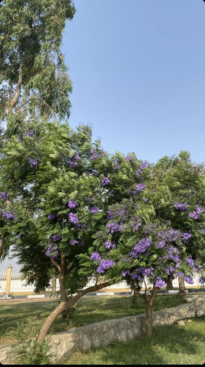 ff11_w's tweet photo. تنومه

..🤍🌷 https://t.co/eXyUzjeS5L