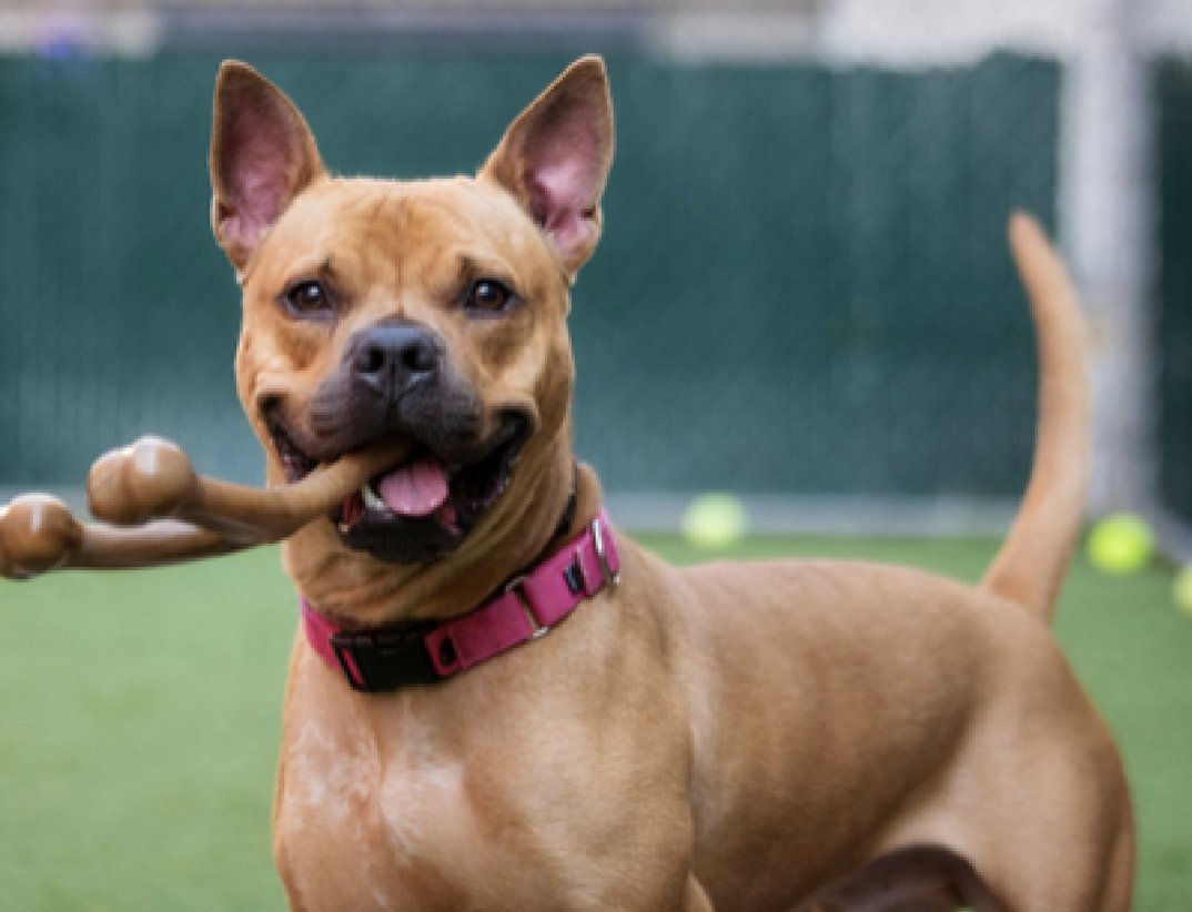 NMBewitched's tweet photo. A plea from a burned out networker
Years ago I fell for a skinny 3yr #RedPit #NYCACC
Whether it was his engaging smile, his athleticism, the way he carried his🥎, those dreamy eyes
Returned, my heart is tired; my eyes blurred
He needs a Hero
Pls #Pledge #Foster #Adopt Tom Nook https://t.co/aOaVSwpc1x