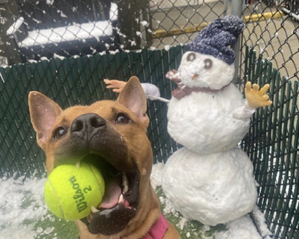 NMBewitched's tweet photo. A plea from a burned out networker
Years ago I fell for a skinny 3yr #RedPit #NYCACC
Whether it was his engaging smile, his athleticism, the way he carried his🥎, those dreamy eyes
Returned, my heart is tired; my eyes blurred
He needs a Hero
Pls #Pledge #Foster #Adopt Tom Nook https://t.co/aOaVSwpc1x