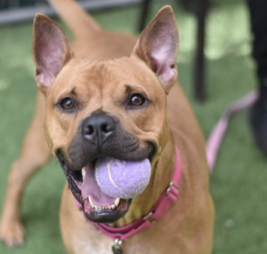NMBewitched's tweet photo. A plea from a burned out networker
Years ago I fell for a skinny 3yr #RedPit #NYCACC
Whether it was his engaging smile, his athleticism, the way he carried his🥎, those dreamy eyes
Returned, my heart is tired; my eyes blurred
He needs a Hero
Pls #Pledge #Foster #Adopt Tom Nook https://t.co/aOaVSwpc1x