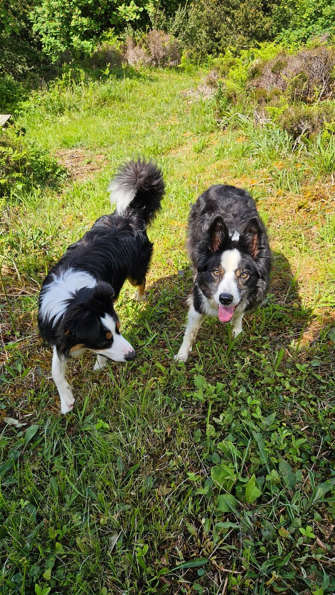 Ripley_Collie 🏴󠁧󠁢󠁳󠁣󠁴󠁿🐾🐶 tweet media