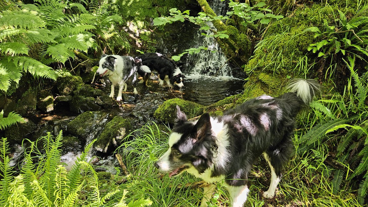 Ripley_Collie 🏴󠁧󠁢󠁳󠁣󠁴󠁿🐾🐶 tweet media