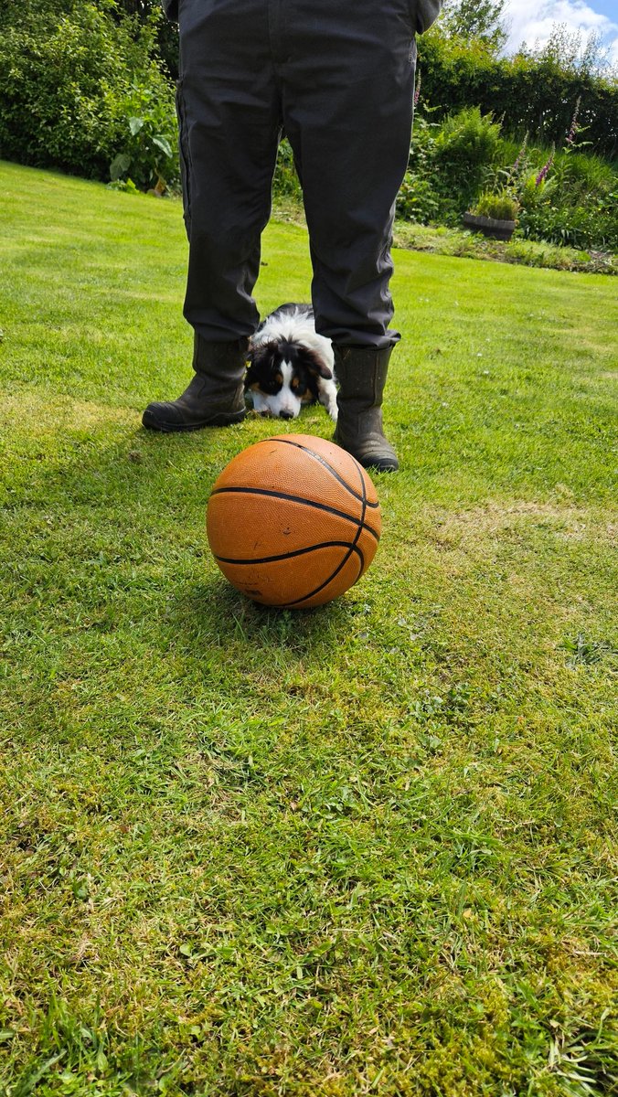 Ripley_Collie 🏴󠁧󠁢󠁳󠁣󠁴󠁿🐾🐶 tweet media