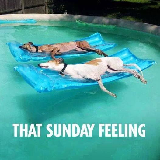 ShadowDogDesign's tweet image. That Sunday feeling.

#Dogs #Dog #RelaxingDogs #LoveDogs #GoodDog #BestFriend #DogsAreLove