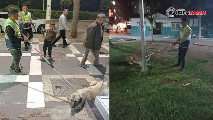 DvRm_MKA's tweet photo. Çocukları Tarikat ve cemaatlere, yani tescilli sapıklara emanet ediyorlar.

Sonra “Çocuklar güvende olsun (!)” diyerek köpekleri öldürüyorlar.

Aptal olduğunuz kadar cahil, cahilliğiniz kadar da katilsiniz.

#şanlıurfadakatliamvar https://t.co/8JxmXdRqyb