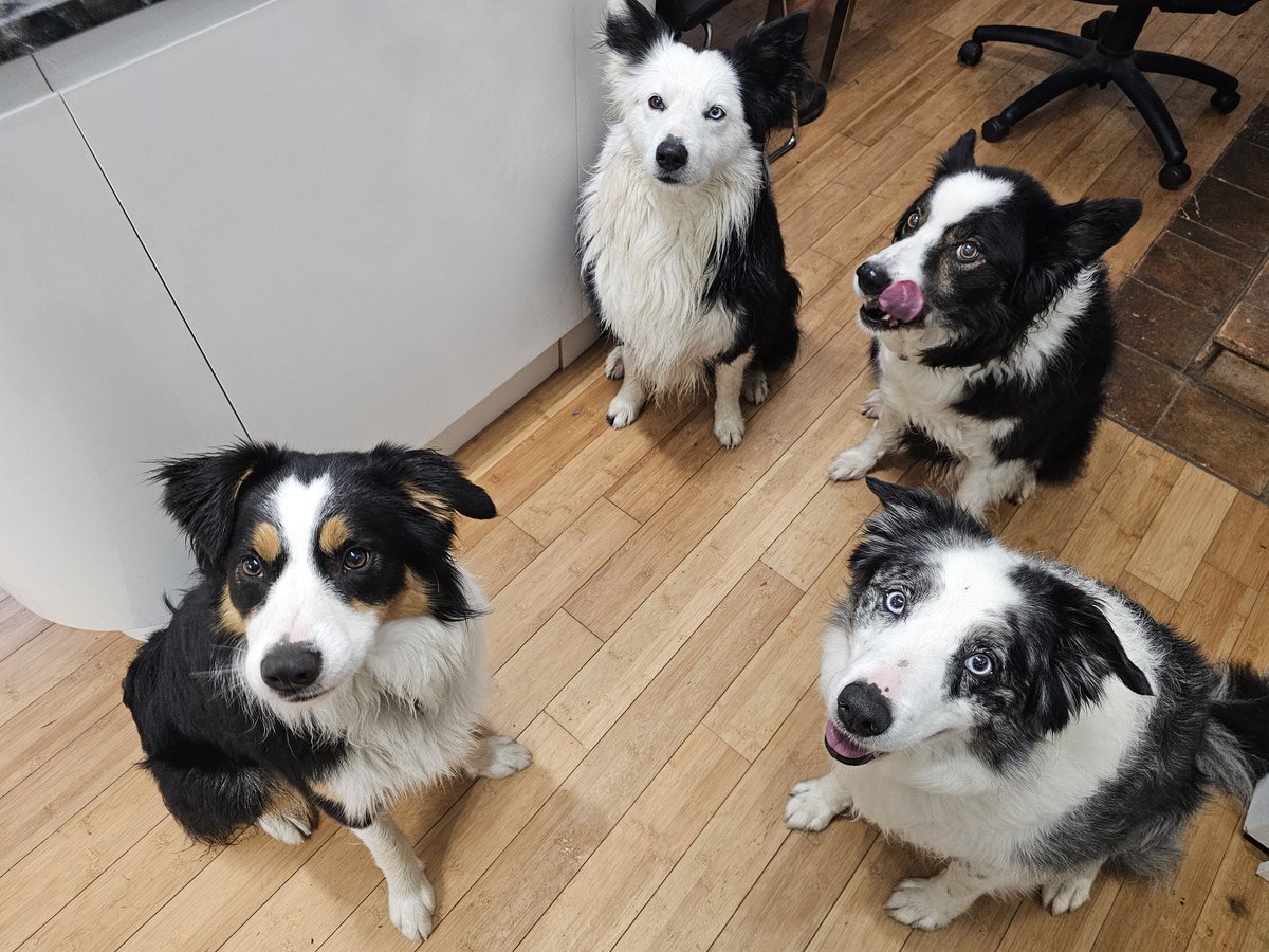 Jasper Collie 🏴󠁧󠁢󠁳󠁣󠁴󠁿 tweet media