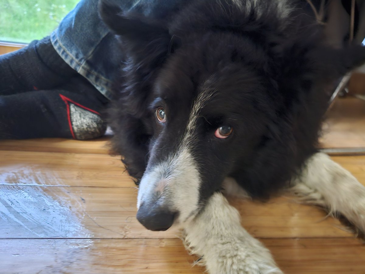 Jasper Collie 🏴󠁧󠁢󠁳󠁣󠁴󠁿 tweet media