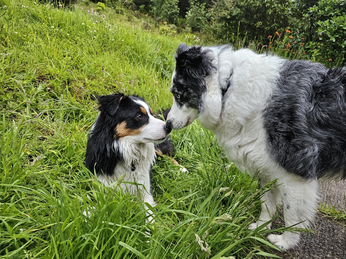 Jasper Collie 🏴󠁧󠁢󠁳󠁣󠁴󠁿 tweet media