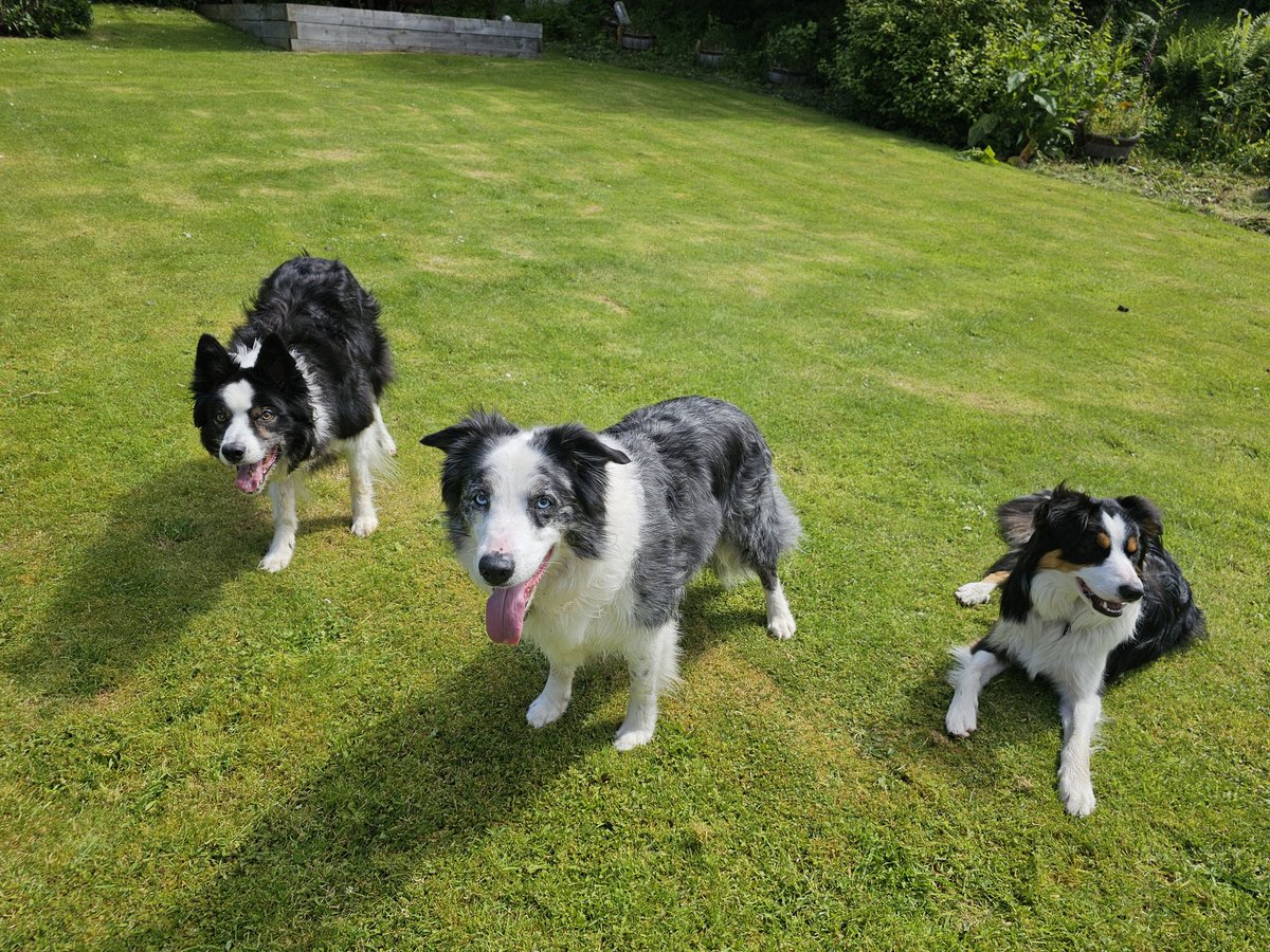 Jasper Collie 🏴󠁧󠁢󠁳󠁣󠁴󠁿 tweet media