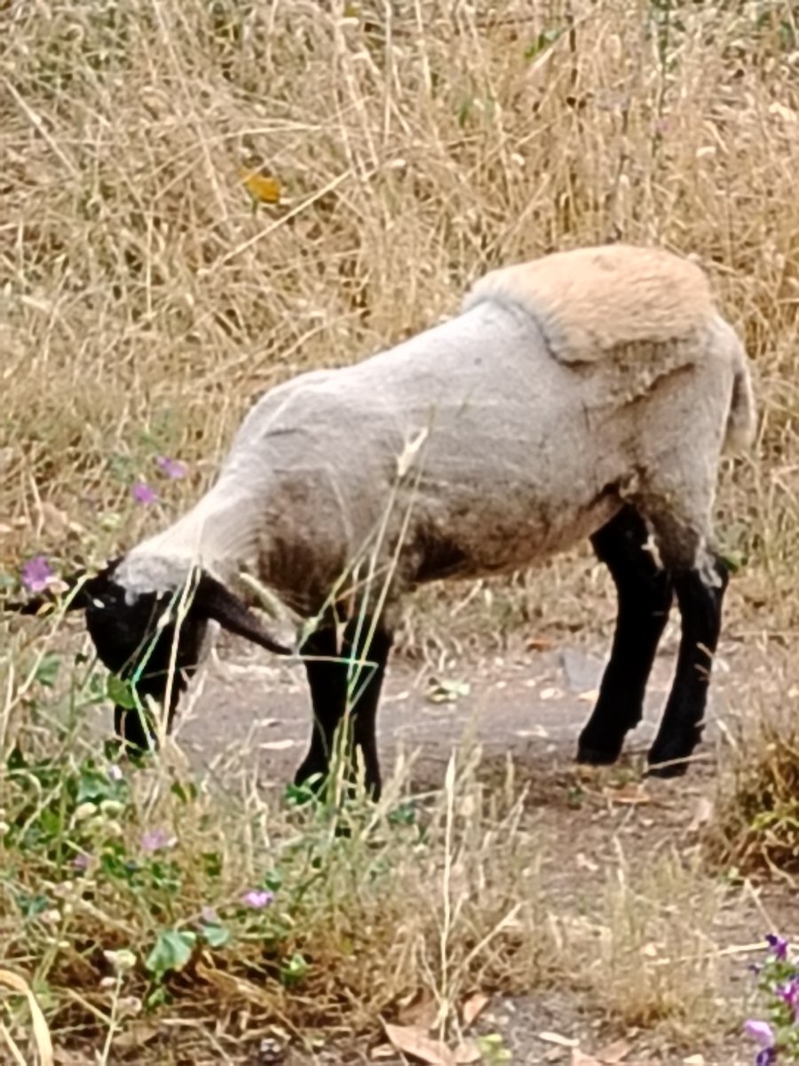 IAFuller's tweet photo. Sheep on the Appian Way sporting the "Shepherd's Grip" haircut... https://t.co/Rm3swP9kFZ