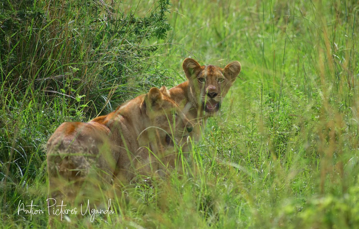 nationtoursug's tweet photo. Hello fam; this is how ready we are to attack this new week.
Get in-touch to make your bookings asap!
Email us: nationtoursug@gmail.com
Whatsapp: +256 784457993
#murchisonfalls #lions #VisitUganda
Pic: @nationpicsug https://t.co/xDpGHWPUFO