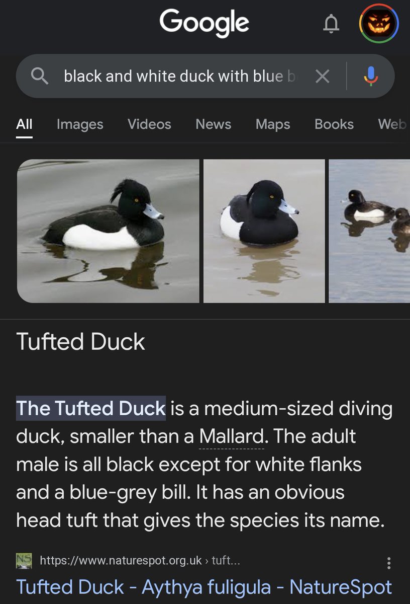 bokkibear tweet media