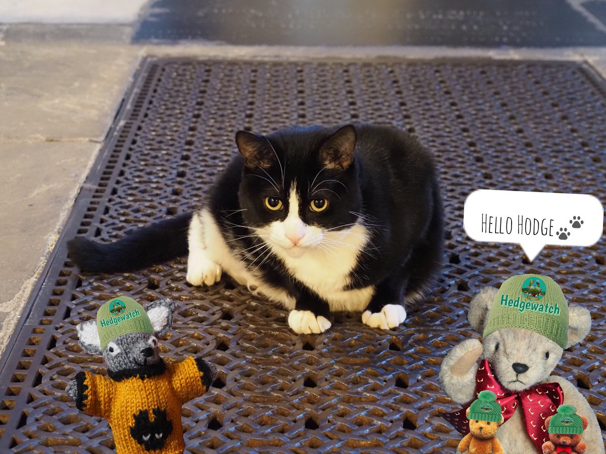 #Hedgewatch on 7th January
<a href="/Hedgewatchers/">Hedgewatch</a> <a href="/AlanSla90124663/">Olly the Cat, Monarch of The Moglets. RIP Maximus.</a> <a href="/TheVicarageCat/">The Vicarage Cat</a> <a href="/MunchPudding/">Munch Pudding™️ 🐈‍⬛ ✌🏼 🇺🇦 🇵🇸</a> <a href="/starbuckssue/">💜Tia 🧡Phoebe 😇❤️Angel Plum 😇💙Angel Boo ⛅️🌈⛅️</a> <a href="/Prinzi82548537/">Prinzi (& BlueMoon & Grandma & Little🌈Batgirl)</a> 
Went to see Hodge <a href="/HodgeTheCat/">Hodge</a>