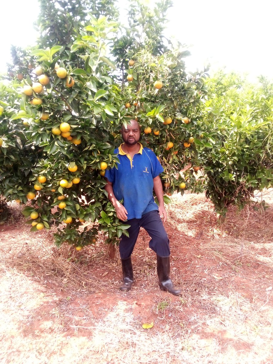 Power of one single lemon seed